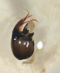 Hesperocorixa interrupta
