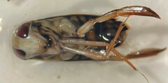 Hesperocorixa interrupta