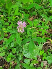 Trifolium medium