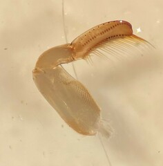 Hesperocorixa interrupta