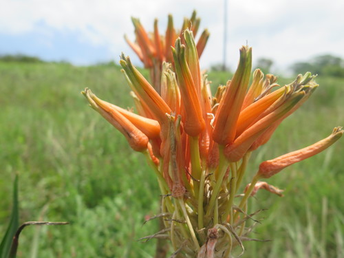 Image of Aloe ecklonis by (c) Suvarna Parbhoo Mohan, some rights reserved (CC BY-SA)