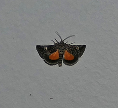 Copanarta aurea
