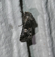 Copanarta aurea