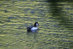 Anas platyrhynchos × Netta rufina
