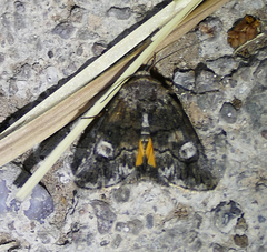 Copanarta aurea