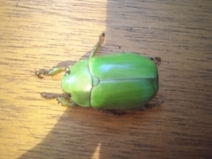Pelidnota prasina