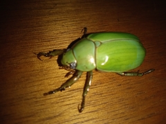 Pelidnota prasina