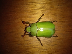 Pelidnota prasina