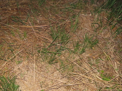 Grona heterocarpos strigosa