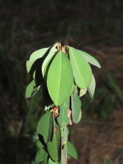Grona heterocarpos strigosa
