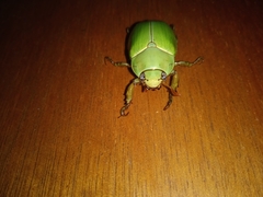 Pelidnota prasina