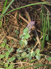 Grona heterocarpos strigosa