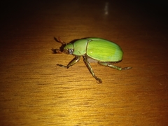 Pelidnota prasina