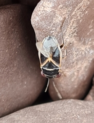 Geocoris grylloides