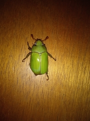 Pelidnota prasina