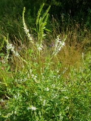 Melilotus albus image