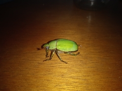 Pelidnota prasina