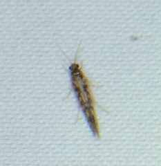 Agraylea multipunctata