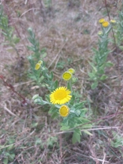 Pulicaria dysenterica
