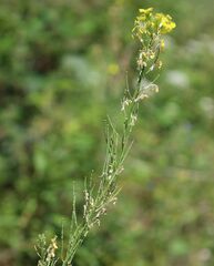 Erysimum virgatum