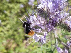 Bombus