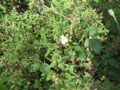 Cistus psilosepalus