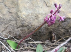 Ledebouria sandersonii