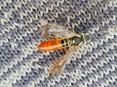 Tenthredo ferruginea