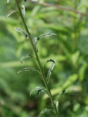 Erysimum virgatum