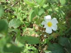 Cistus psilosepalus