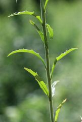 Erysimum virgatum