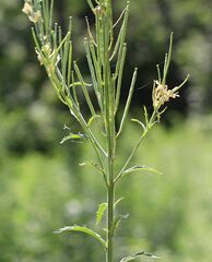 Erysimum virgatum