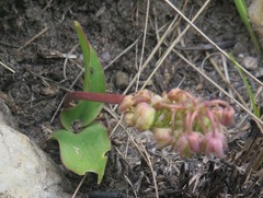 Ledebouria sandersonii