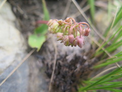 Ledebouria sandersonii