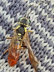 Tenthredo ferruginea