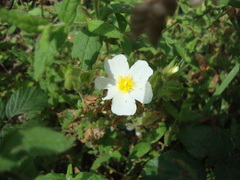 Cistus psilosepalus