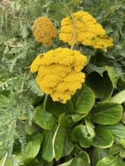 Angiospermae