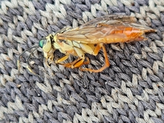 Tenthredo ferruginea