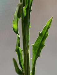 Erysimum virgatum