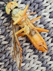 Tenthredo ferruginea