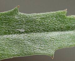 Erysimum virgatum