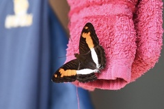 Adelpha malea