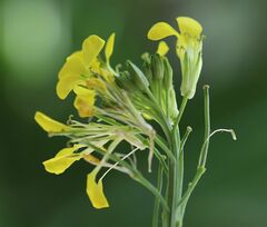 Erysimum virgatum
