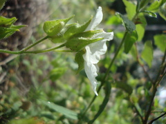 Cistus psilosepalus