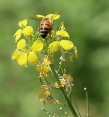 Erysimum virgatum