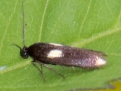 Scythris sinensis