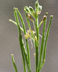 Erysimum virgatum