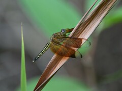 Neurothemis manadensis