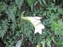 Cardiocrinum cordatum