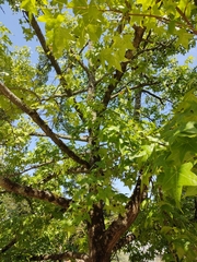 Liquidambar styraciflua
